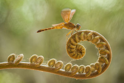 Dragonflies on artifacial plant