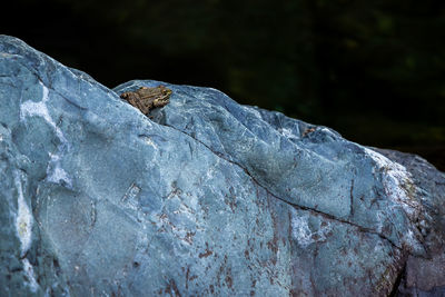 Close-up of lizard on rock