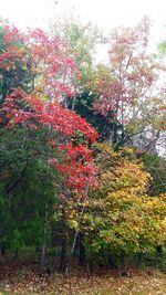 Flowers on tree during autumn