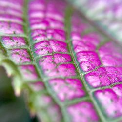 Close-up of pink flower against blurred background