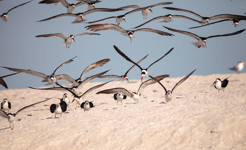 Flock of black skimmer terns rynchops niger on the beach at clam pass in naples, florida