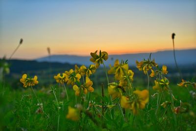 Close-up of yellow flowers growing in field against sky