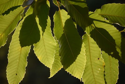 Close-up of fresh green leaves