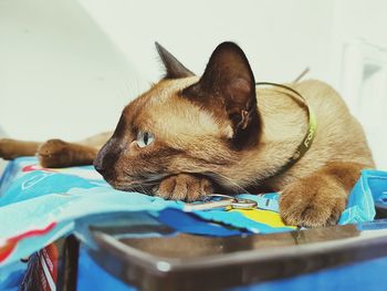 Close-up of a sleeping cat