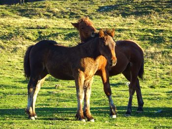 Horses standing on field