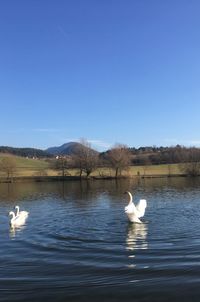 Swans swimming in lake