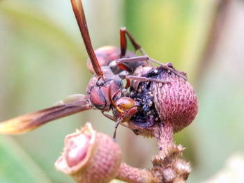 Close-up of insect on flower