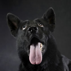 Close-up of dog sticking out tongue against black background