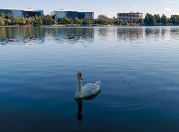 Swan swimming in lake