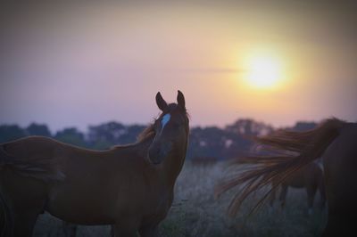 Horse standing on field against sky during sunset