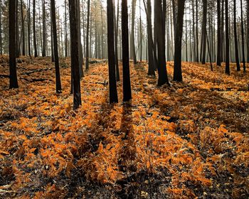 Trees in forest during autumn
