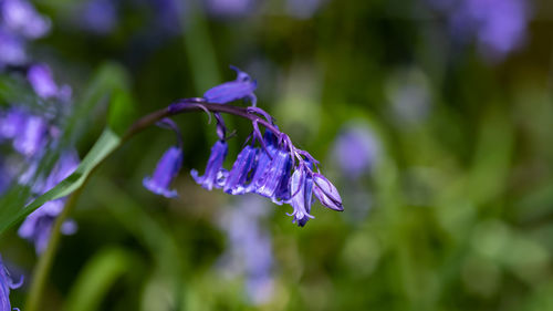 Close-up of purple flowering plant