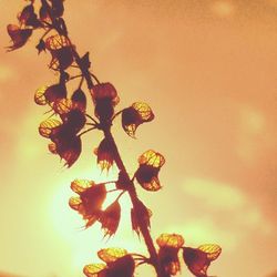 Close-up of flowering plant against orange sky