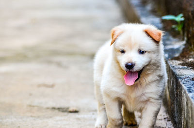 Close-up of puppy