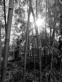 Sun shining through trees in forest