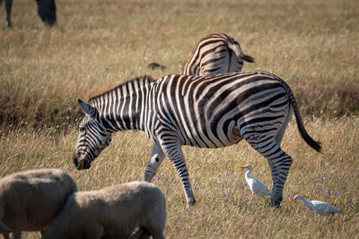 Zebras in a field