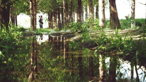 Reflection of trees in water