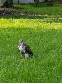 View of bird on field