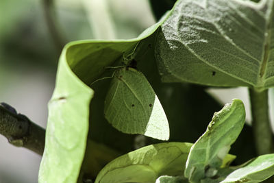 Close-up of insect on leaves