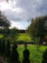 Shadow of tree on field against sky