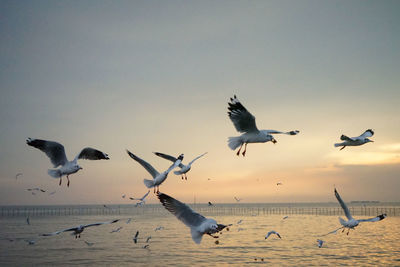 Seagulls flying against sky