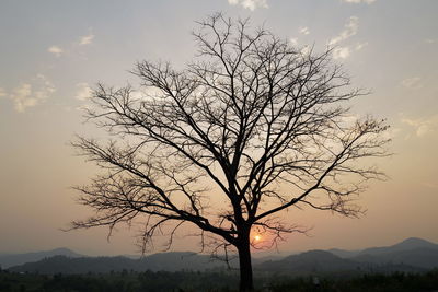 Silhouette tree against orange sky