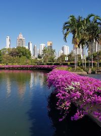 Purple flowering plants by water in city against clear sky