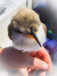 Close-up of hand holding bird