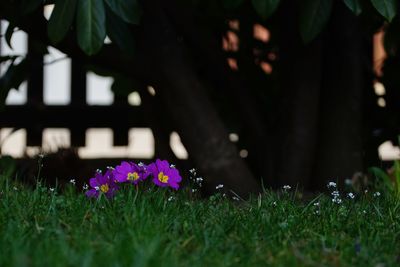 Close-up of pink flowering plants on field