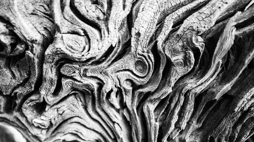 Full frame shot of tree trunk