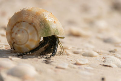 Close-up of shell on beach