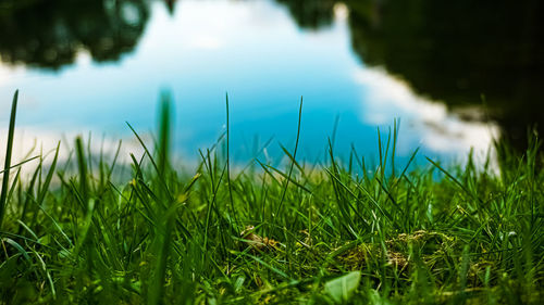 Close-up of grass on field by lake against sky