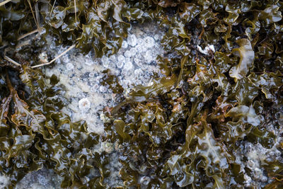 Stream flowing through rocks