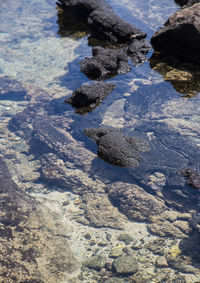 High angle view of crab on beach