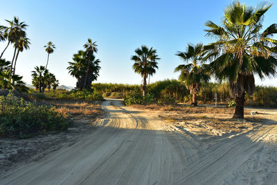 Road by palm trees against clear sky