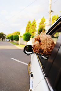 Rear view of woman holding car