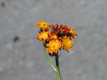 Close-up of insect on yellow flower