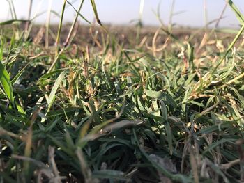 Surface level of grass on field