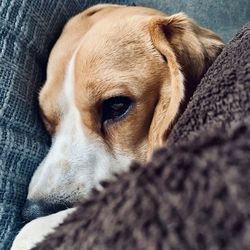 Close-up of a dog looking away