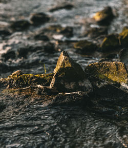 Close-up of rock on sea shore