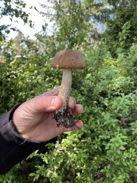 Hand holding mushroom