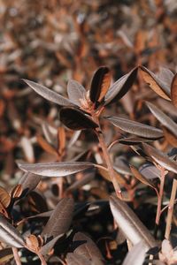 Close-up of dry leaves on field during autumn