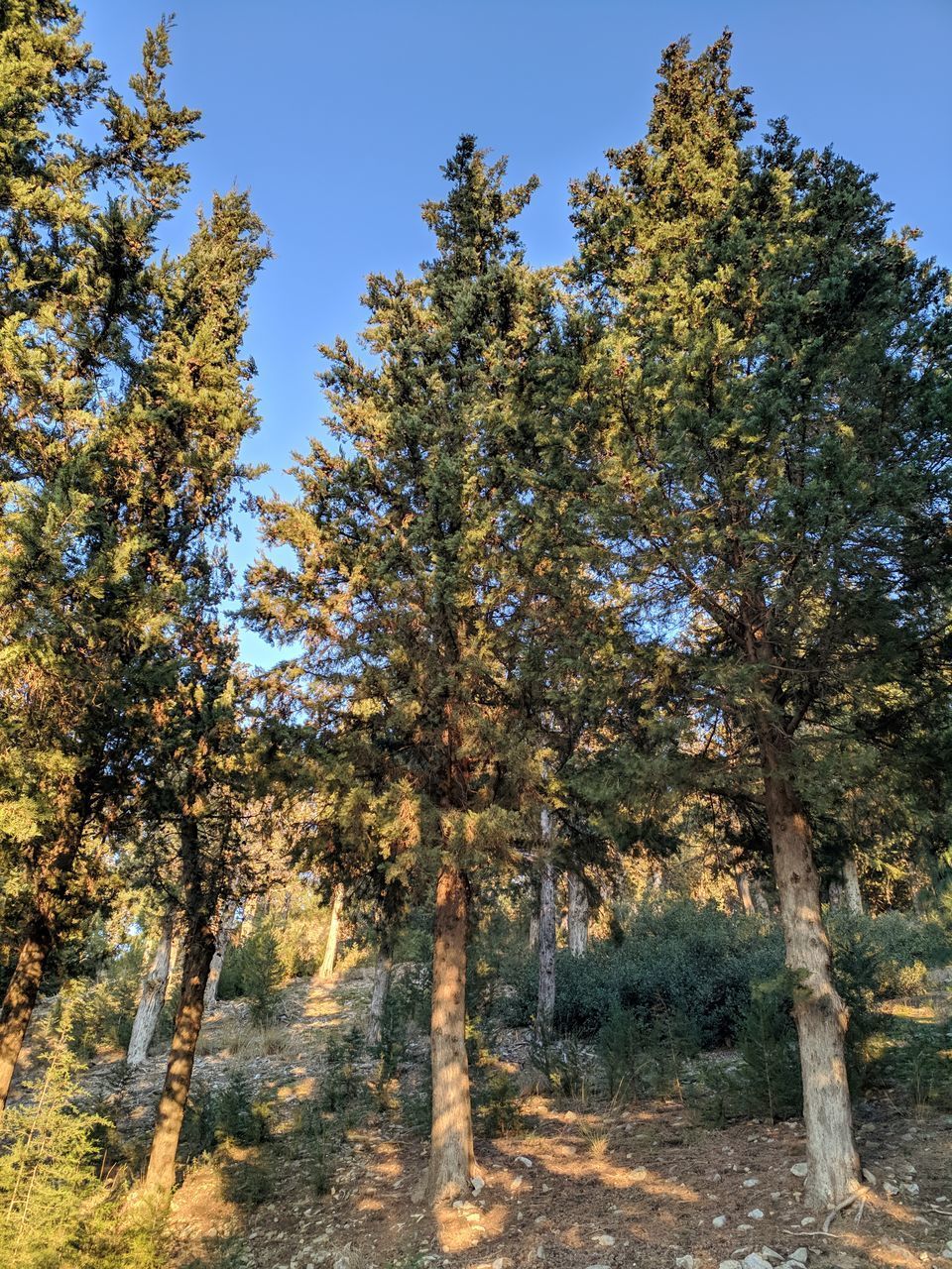 LOW ANGLE VIEW OF TREES AGAINST CLEAR SKY