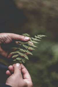 Close-up of hand holding fern leaves