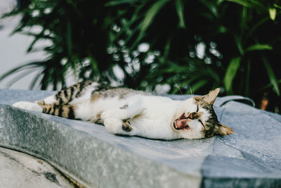 Close-up of cat yawning while lying on wall