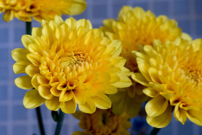 Close-up of yellow dahlia