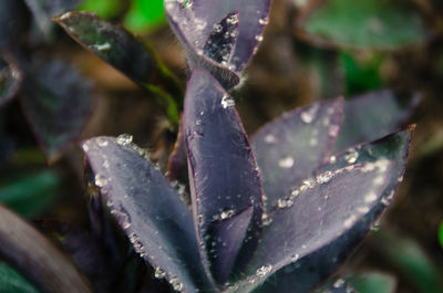 Close-up of raindrops on plant