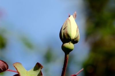 Close-up of flower buds