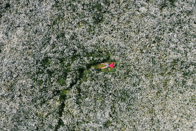 Field of daisies. the guy lies in a white field. drone photo