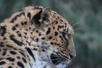Close-up of a leopard looking away